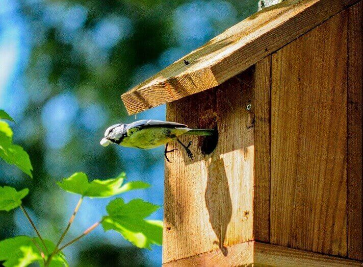 Wood birdhouse