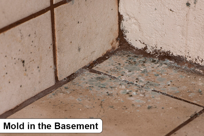 Mold in the Basement