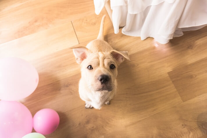 Pet dog on a laminate flooring