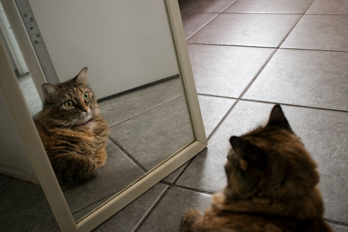 Pet cat on a ceramic tile floor